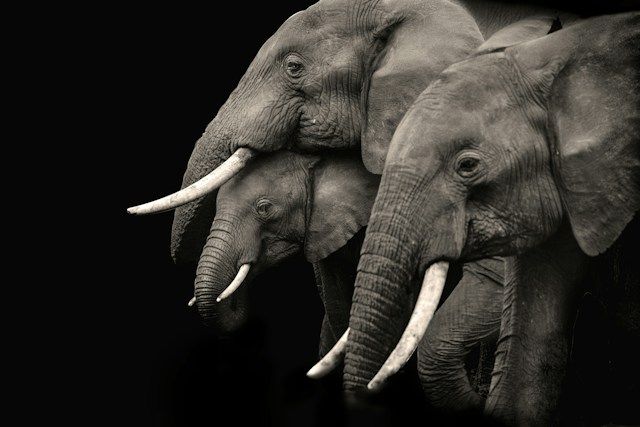 Mémoire d’éléphant : Est-ce que les éléphants ont de grandes capacités de mémorisation ?